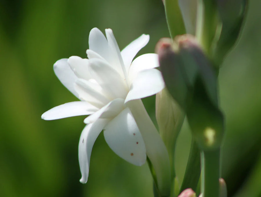 Moonflower Perfume Oil- Tuberose, Jasmine, White Florals